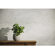 Basilicumplant in pot op een houten tafel