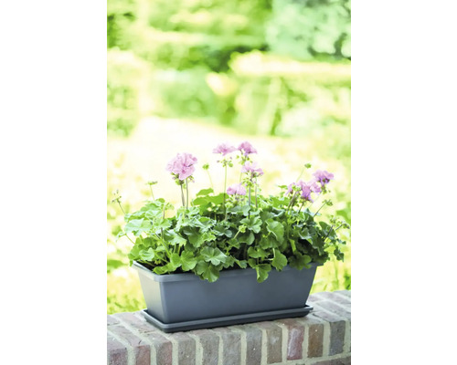 Grijze bloembak met roze geraniums op een bakstenen muur