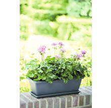 Geraniums in rechthoekige plantenbak op een muur