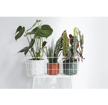 Drie kamerplanten in potten op een wit metalen rek.