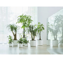 Een groep diverse kamerplanten in bijpassende plantenbakken.