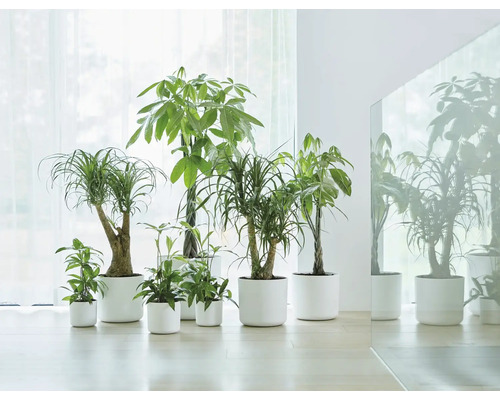 Een groep diverse kamerplanten in bijpassende plantenbakken.