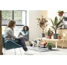 Lichte kamer met twee vrouwen, een hond en kamerplanten op een houten bank