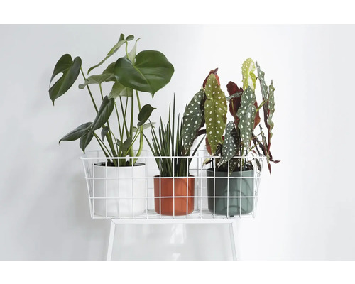 Drie kamerplanten in potten op een witte metalen plank.