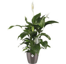 Lepelbladplant in pot met Elho logo