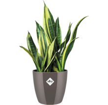 Sansevieria plant in pot met Elho logo