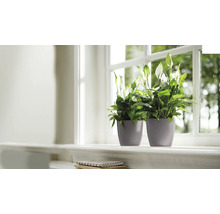 Twee vredeslelies in potten op een vensterbank