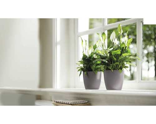 Twee vredeslelies in potten op een vensterbank