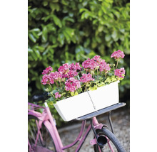 Fiets met witte bloembak en roze geraniums