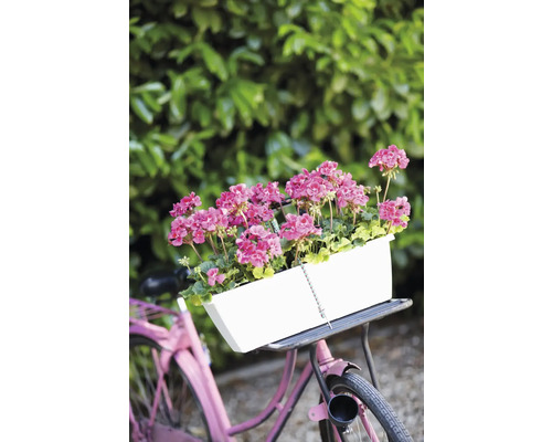 Fiets met witte bloembak en roze geraniums