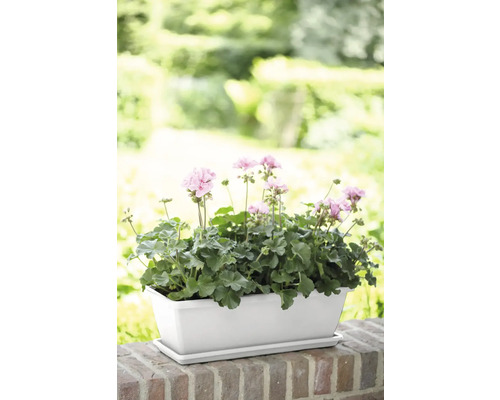 Bloembak met geraniums op een muur