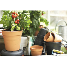 Tomatenplant in pot met andere plantenbakken en tuingereedschap