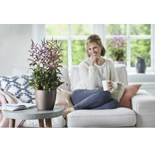 Woonkamer met Tillandsia plant in een pot op een tafel