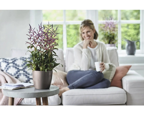 Woonkamer met Tillandsia plant in een pot op een tafel