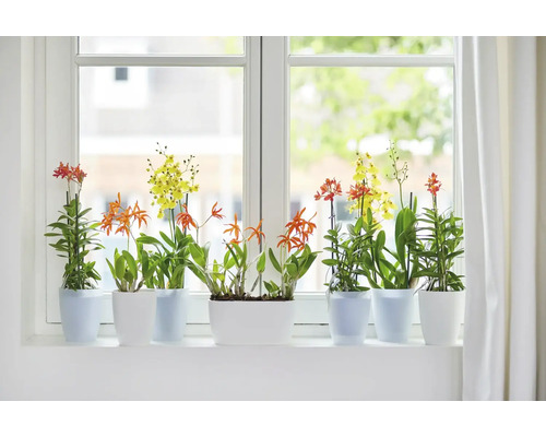 Vensterbank met bloeiende kamerplanten in potten.