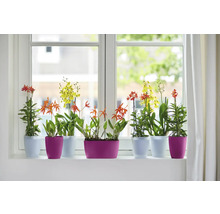 Diverse orchideeën in bloempotten op een vensterbank