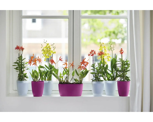 Diverse orchideeën in bloempotten op een vensterbank