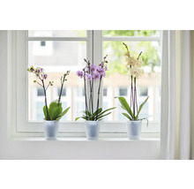 Drie orchideeën in potten op een vensterbank