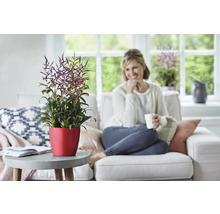 Bromelia in rode pot op een tafel in een woonkamer