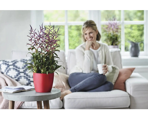 Bromelia in rode pot op een tafel in een woonkamer