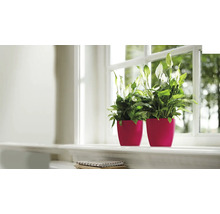 Twee Lepelplanten in bloempotten op een vensterbank