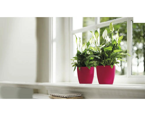 Twee Lepelplanten in bloempotten op een vensterbank