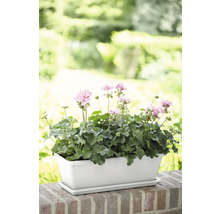 Bloembak met geraniums op een muur