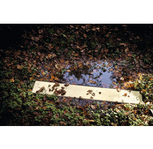 Een plank ligt op de grond naast een plas water, bedekt met bladeren.