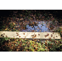 Waterplas met bladeren en een houten plank