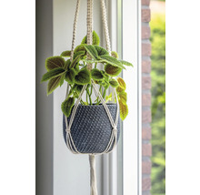 Hangplant in gevlochten bloempot