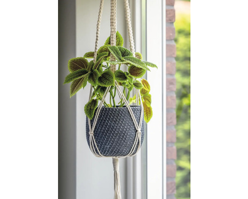 Hangplant in gevlochten bloempot
