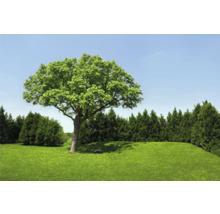 Tuinlandschap met gazon, boom en robotmaaier