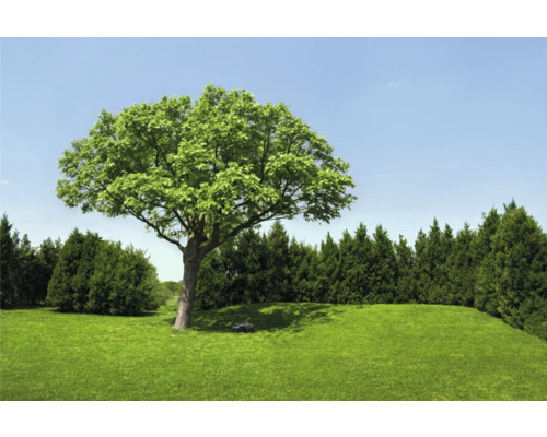 Tuinlandschap met gazon, boom en robotmaaier