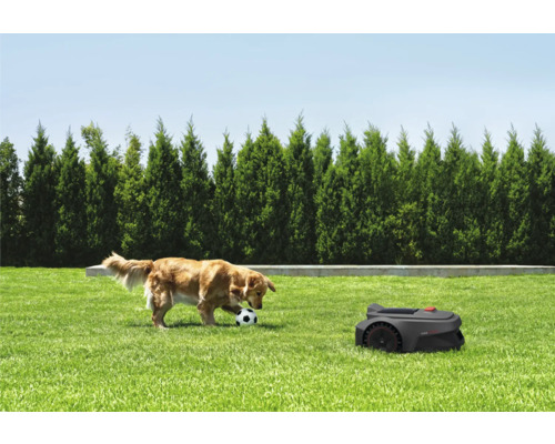 Robotmaaier op een gazon met een spelende hond en een bal