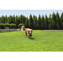 Verzorgd gazon met een hond die een bal draagt, omgeven door een stenen muur, gesnoeide struiken en hoge bomen.