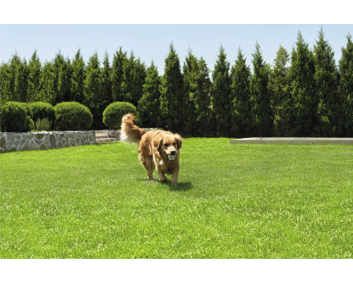 Verzorgd gazon met een hond die een bal draagt, omgeven door een stenen muur, gesnoeide struiken en hoge bomen.