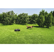 Gazon met robotmaaier en spelende hond