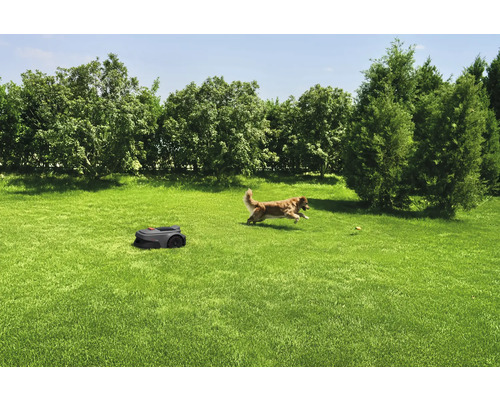 Gazon met robotmaaier en spelende hond