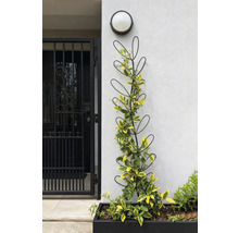 Klimhulp met plant in een zwarte plantenbak tegen een muur.