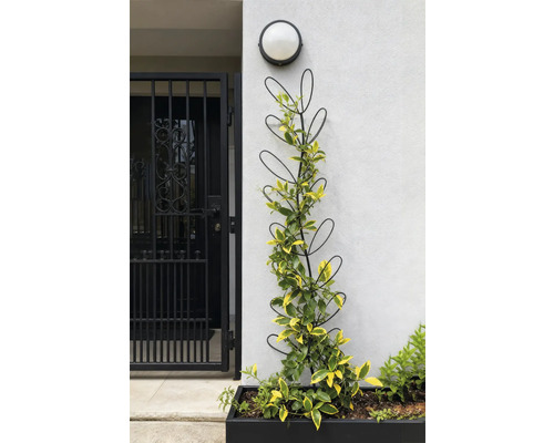 Klimhulp met plant in een zwarte plantenbak tegen een muur.