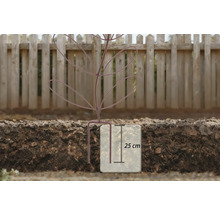 Illustratie van een geplante boom met een wortelbarrière van 25 centimeter diep