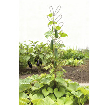 Komkommerplant met plantensteun in de tuin
