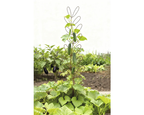 Komkommerplant met plantensteun in de tuin