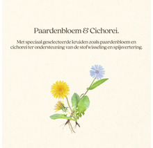 Afbeelding van paardenbloem en cichorei met bladeren en wortels.