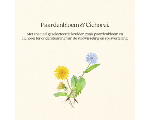 Afbeelding van paardenbloem en cichorei met bladeren en wortels.