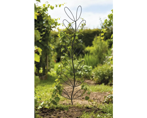 Planthulp in bladstructuur met klimplant in de tuin