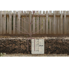Illustratie van een 24 cm diepe beplanting in aarde voor een houten schutting.