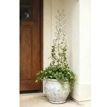 Decoratieve plant met klimrek in een pot naast een voordeur.