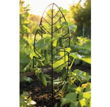 Komkommerplant groeit op een plantensteun in bladvorm in de tuin.