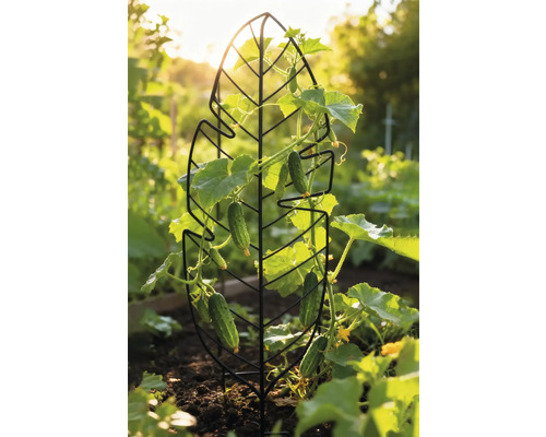 Komkommerplant groeit op een plantensteun in bladvorm in de tuin.